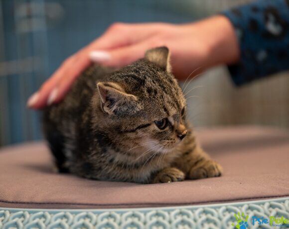 Kotek FILUŚ Kotek FILUŚ