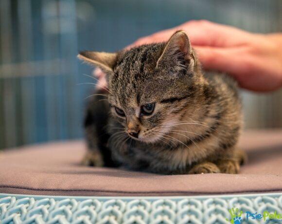 Kotek FILUŚ Kotek FILUŚ