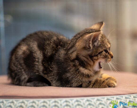 Kotek FILUŚ Kotek FILUŚ