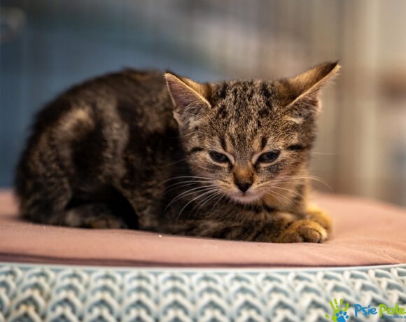 Kotek FILUŚ Kotek FILUŚ