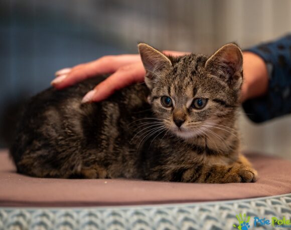 Kotek FILUŚ Kotek FILUŚ