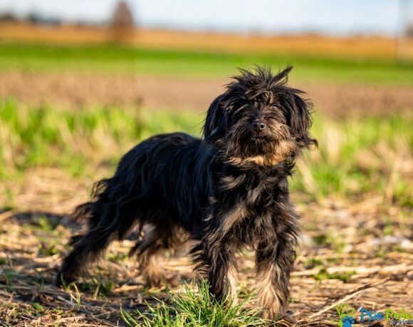 KOFFI rezerwacja KOFFI rezerwacja