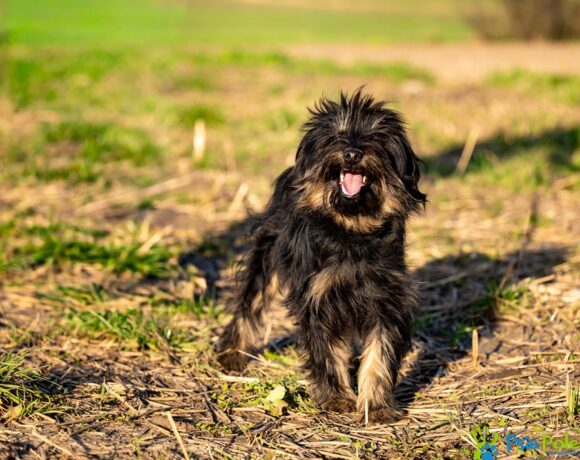 KOFFI rezerwacja KOFFI rezerwacja