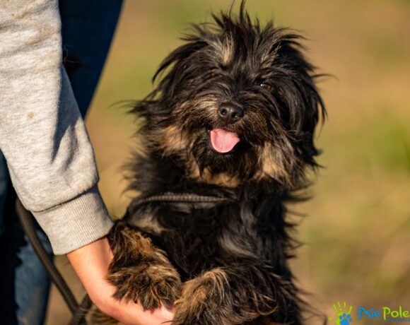 KOFFI rezerwacja KOFFI rezerwacja