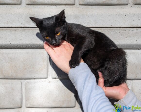 Kotka KOPCIA Kotka KOPCIA