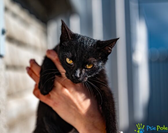 Kotka KOPCIA Kotka KOPCIA