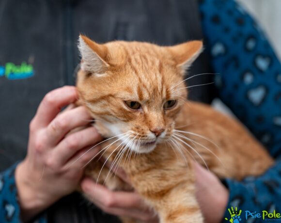 Kocurek LEKTOR Kocurek LEKTOR