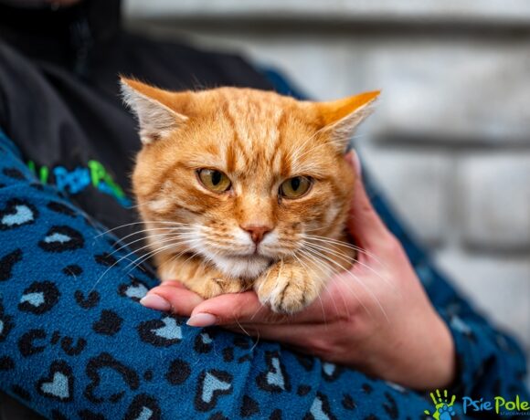 Kocurek LEKTOR Kocurek LEKTOR