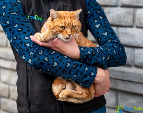 Kocurek LEKTOR Kocurek LEKTOR