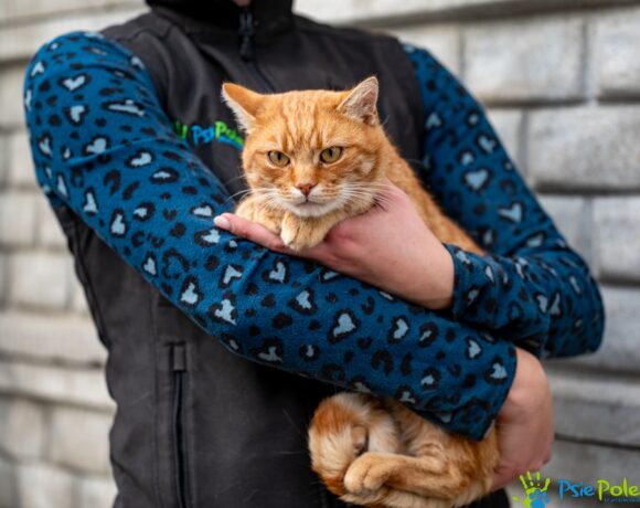 Kocurek LEKTOR Kocurek LEKTOR