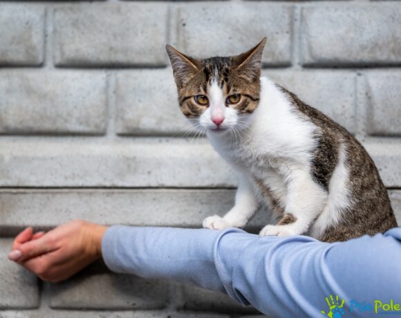 Kocurek MOWGLI Kocurek MOWGLI