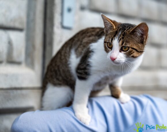 Kocurek MOWGLI Kocurek MOWGLI