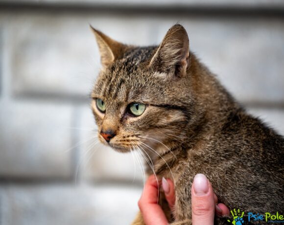 Kocurek SZMARAGD Kocurek SZMARAGD