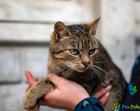 Kocurek SZMARAGD Kocurek SZMARAGD