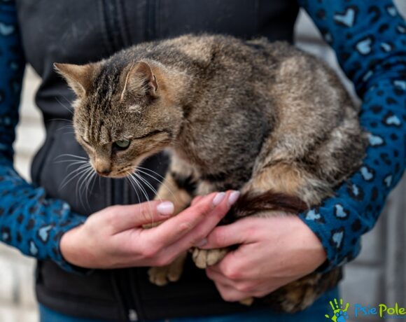 Kocurek SZMARAGD Kocurek SZMARAGD