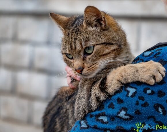 Kocurek SZMARAGD Kocurek SZMARAGD