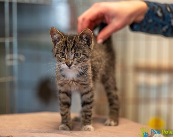 Kotka TORCIA Kotka TORCIA