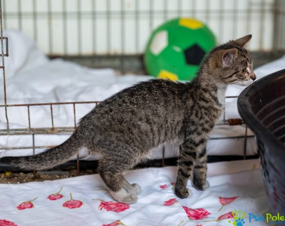 Kotka TORCIA Kotka TORCIA