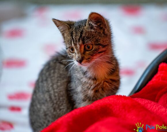 Kotka TORCIA Kotka TORCIA