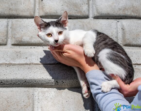 Kotek WĄSATEK Kotek WĄSATEK