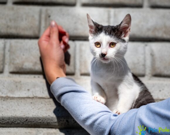 Kotek WĄSATEK Kotek WĄSATEK