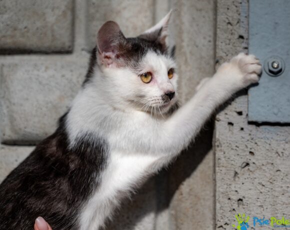 Kotek WĄSATEK Kotek WĄSATEK