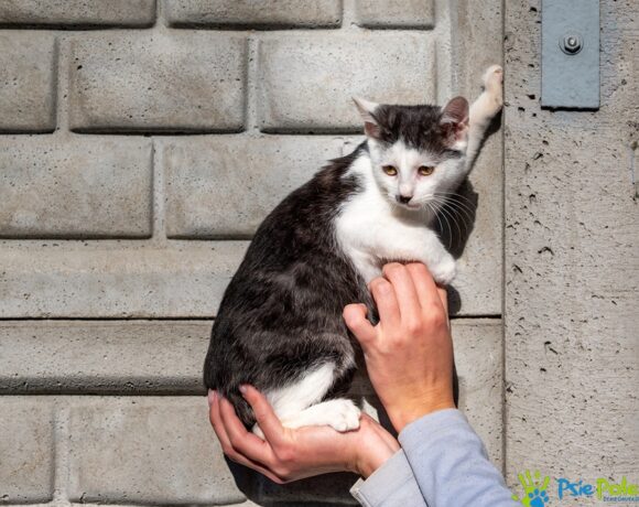 Kotek WĄSATEK Kotek WĄSATEK