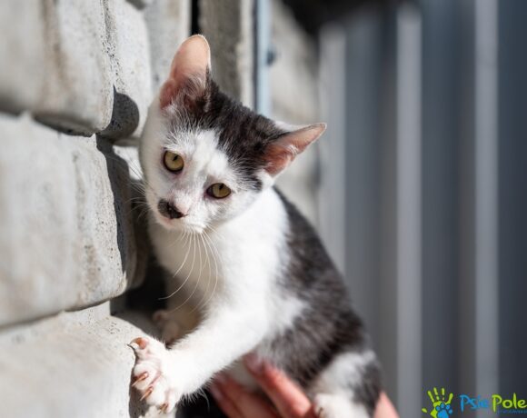 Kotek WĄSATEK Kotek WĄSATEK