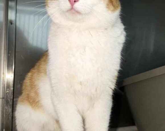 Kotek BAKUŚ rezerwacja