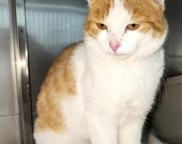 Kotek BAKUŚ rezerwacja