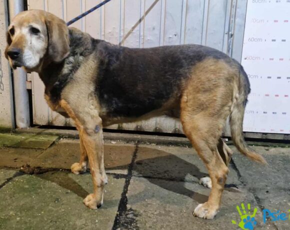 BANIA z Krzeszowic BANIA z Krzeszowic