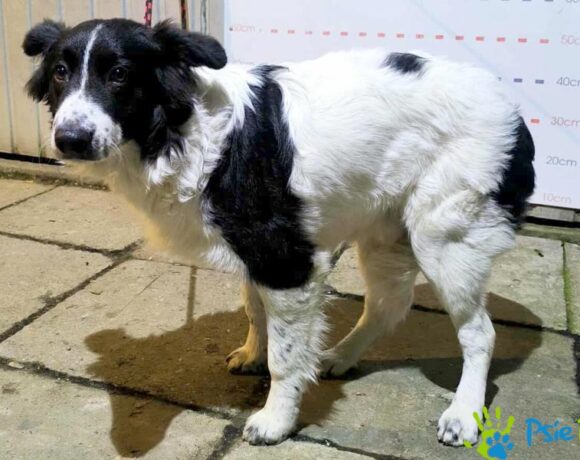 BANTI z Chrzanowa BANTI z Chrzanowa