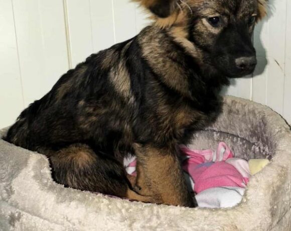 BESTIA z Mogilan BESTIA z Mogilan