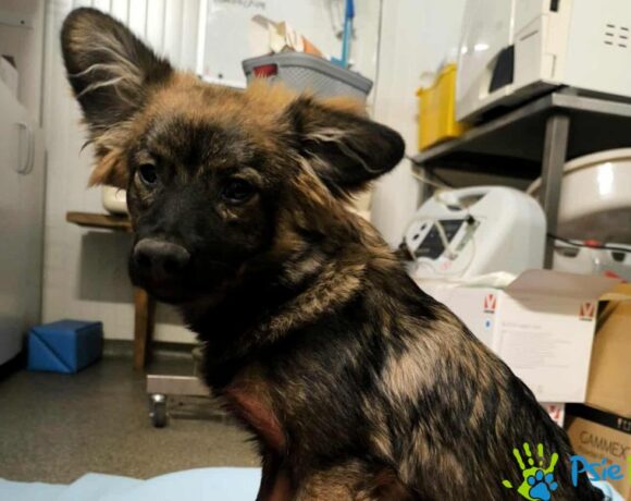 BESTIA z Mogilan BESTIA z Mogilan