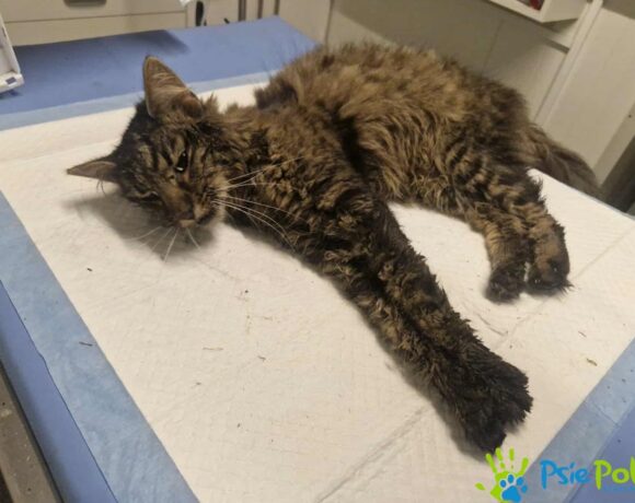 Kocurek BURUŚ z Chrzanowa Kocurek BURUŚ z Chrzanowa