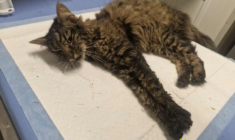 Kocurek BURUŚ z Chrzanowa