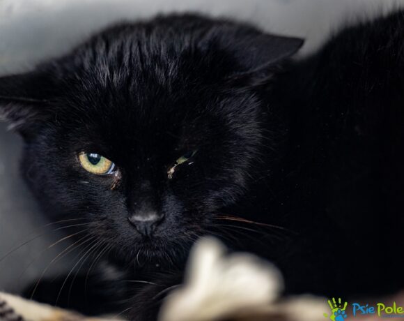 Kocurek CAPRI Kocurek CAPRI