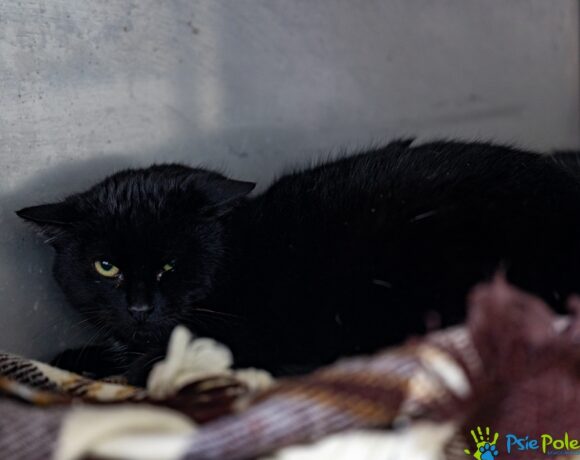 Kocurek CAPRI Kocurek CAPRI