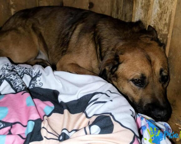 CZARUŚ z Sędziszowa