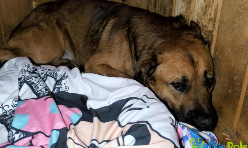 CZARUŚ z Sędziszowa