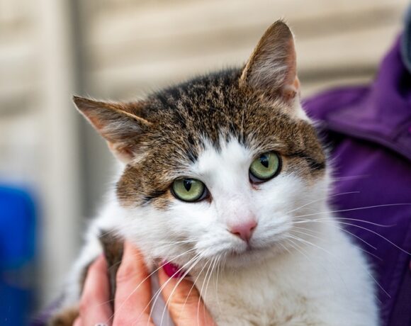 Kocurek GRUBCIO Kocurek GRUBCIO