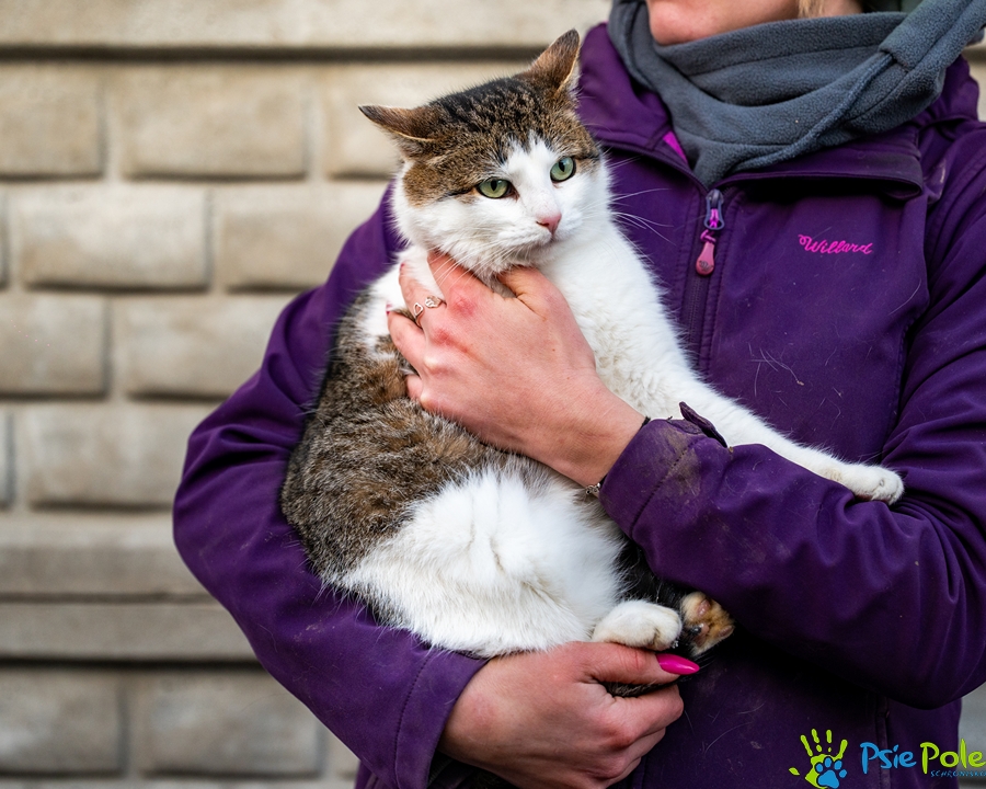 Kocurek GRUBCIO Kocurek GRUBCIO