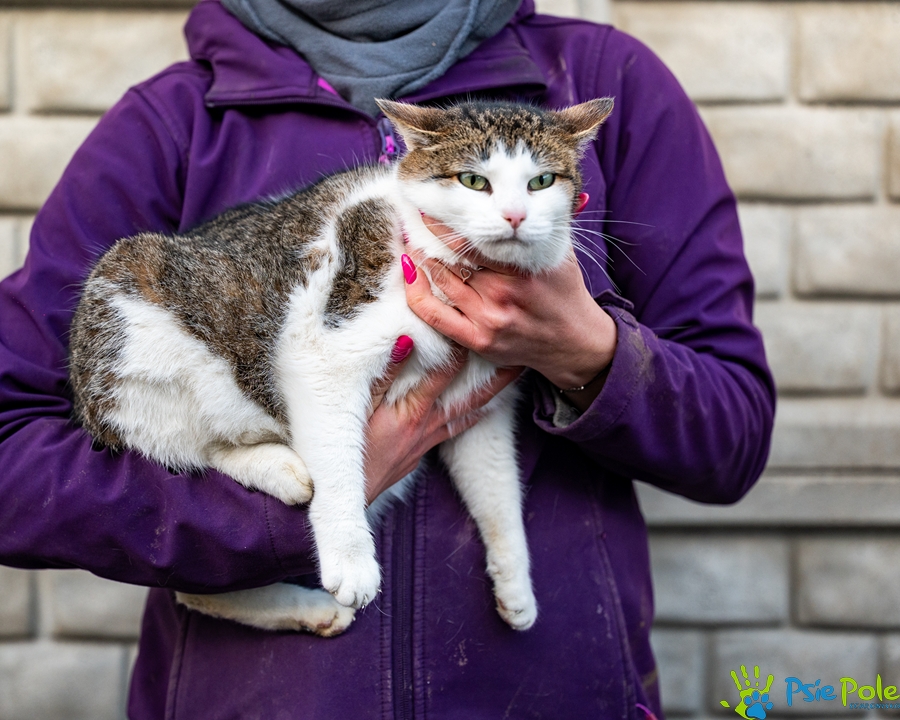 Kocurek GRUBCIO Kocurek GRUBCIO