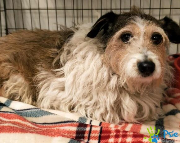 KAJA z Krzeszowic KAJA z Krzeszowic