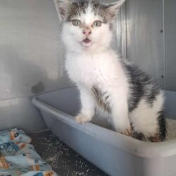 Kotek KRÓLICZEK BAKS