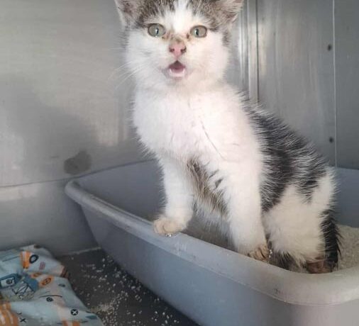 Kotek KRÓLICZEK BAKS Kotek KRÓLICZEK BAKS