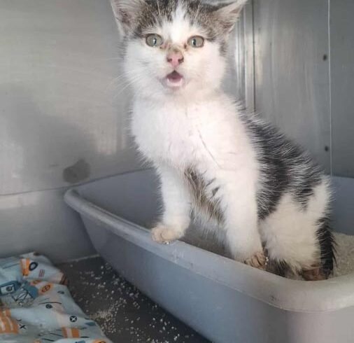 Kotek KRÓLICZEK BAKS