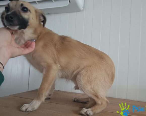 KUKURYDZEK KUKURYDZEK