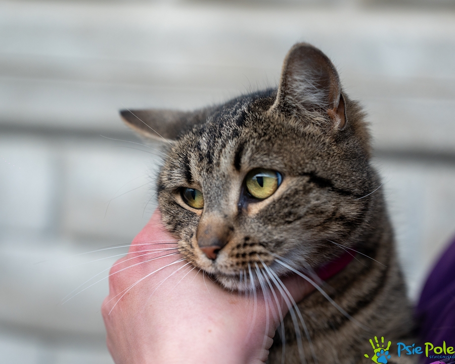 Kotka MADERA Kotka MADERA