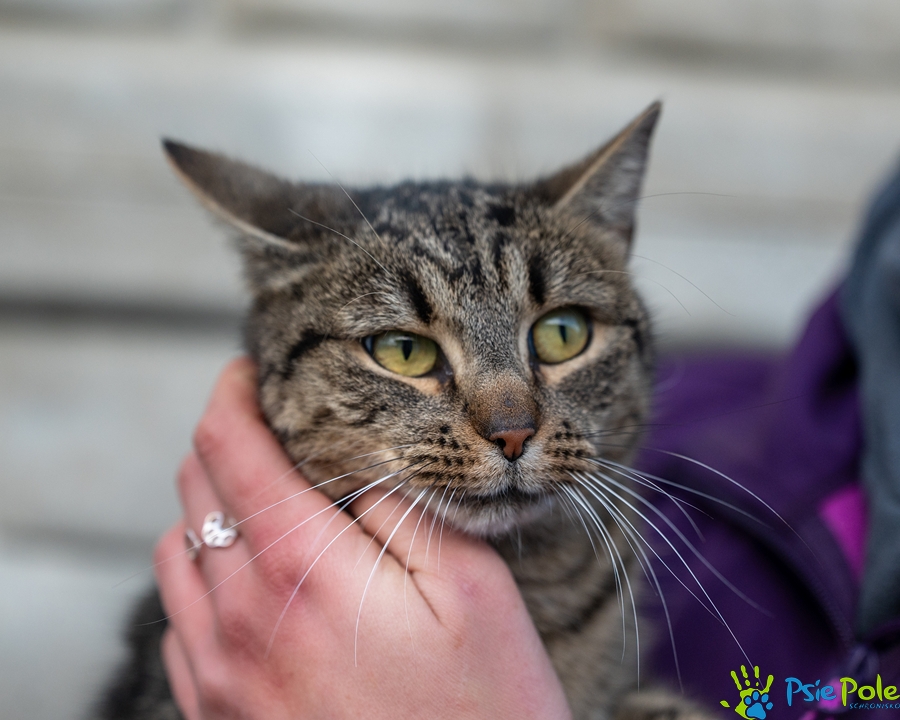 Kotka MADERA Kotka MADERA